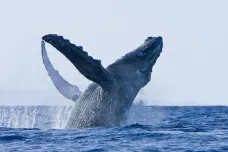 Australští záchranáři se snaží pomoci stovkám uvázlých velryb. Šanci mají jenom několik dní