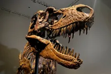 V aukci se prodal obří gorgosaurus. Sběratel za něj dal šest milionů dolarů