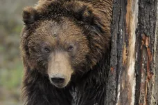 Kolem Ostravice v Beskydech se toulá medvěd, lesníci ho chtějí přestěhovat