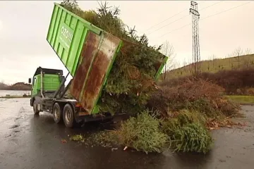 Vánoční stromky skončí v kompostárně nebo v ZOO