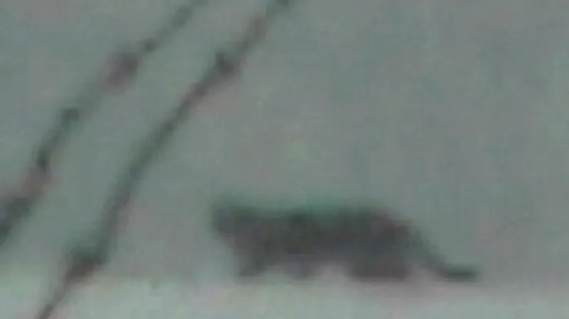 Kočkovitá šelma v Polsku