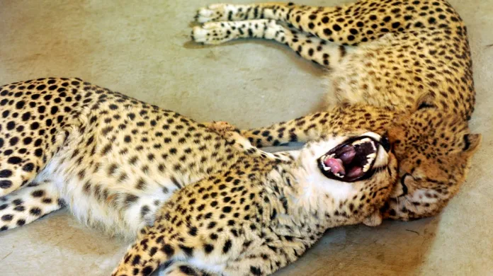 Gepardi súdánští v plzýeňské Zoo