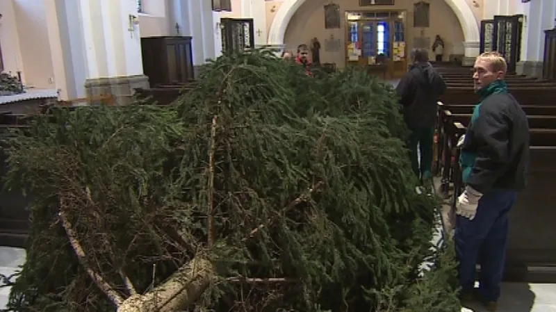 Příprava vánočního stromu