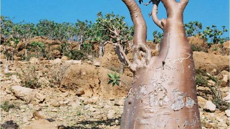 Fotografie S. Ryvolové z Jemenu