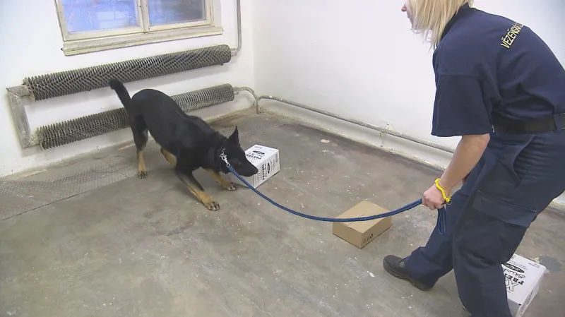 Speciálně vycvičený pes hledá drogy