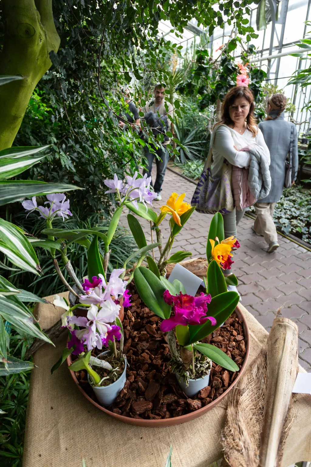 Výstava orchidejí v Olomouci