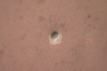 Žena na vycházce u Chotěšova dostala kulku do nohy. Místní kritizují střelnici za obcí