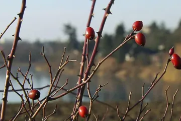 Meteorologové vydali výstrahu, páteční ráno bude mrazivé. O víkendu však teploty porostou