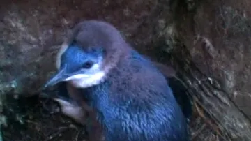 Tučňák nejmenší