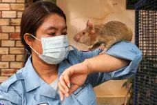 Na vyhledávání nášlapných min nasazuje Kambodža vycvičené krysy