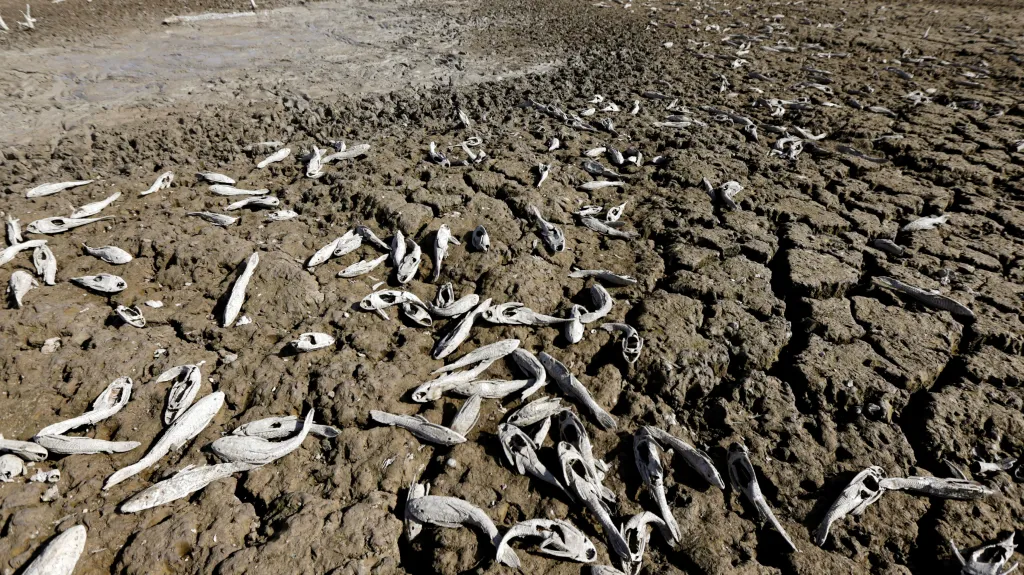 Hromada mrtvých ryb ve vyschlém korytu řeky Pilcomayo na hranici Paraguaye a Argentiny