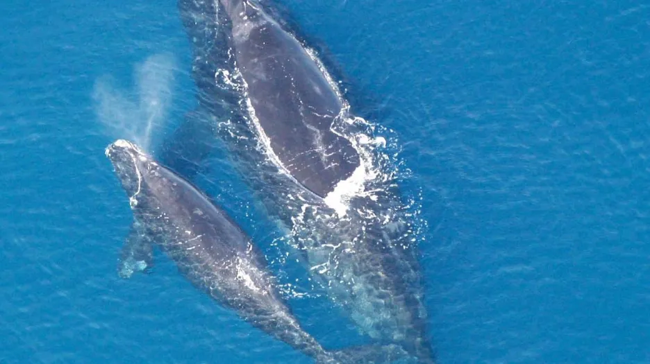 Velryba černá s mládětem