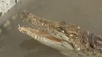 Krokodýli na jižní Moravě