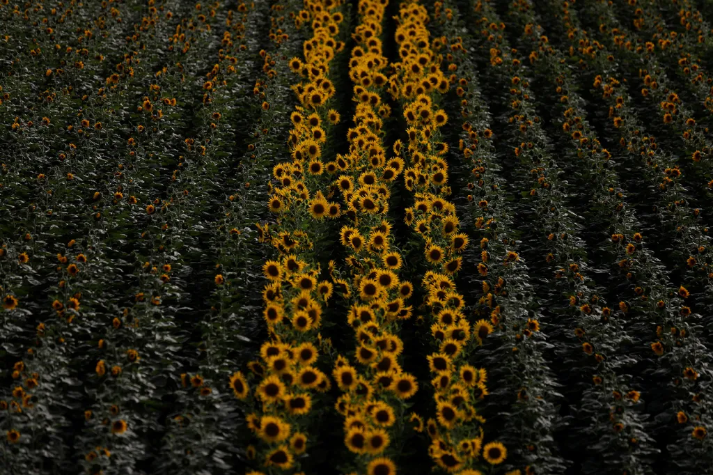 Řady slunečnic na obilné farmě intenzivního zemědělství u města Portel v Portugalsku