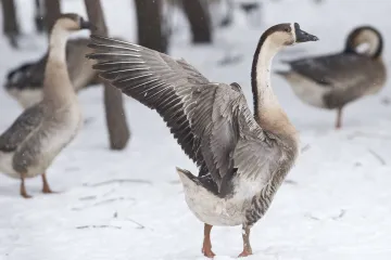 Ptačí chřipka je v dalším komerčním velkochovu, v Blatné padne přes 17 tisíc kachen