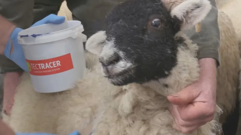 Značení ovcí technologií TecTracer