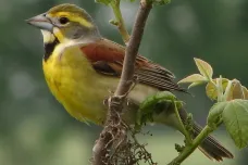 Žádné zpívání v dešti. Ptákům škodí silnější srážky způsobené změnami klimatu