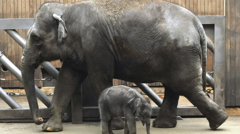 Slůňata, která nepijí mateřské mléko, se málokdy dožijí dospělosti