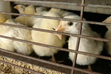 Ptačí chřipka se možná přenáší mezi kočkami a lidmi. CDC ale zprávu smazala