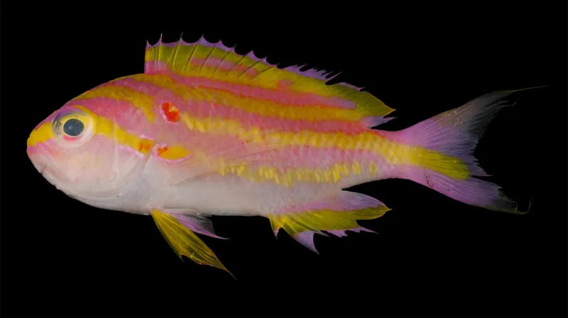 Rybka Tosanoides obama