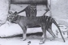 Australská vláda oznámila osm hlášení o pozorování vakovlka. Vymřít měl před osmdesáti lety