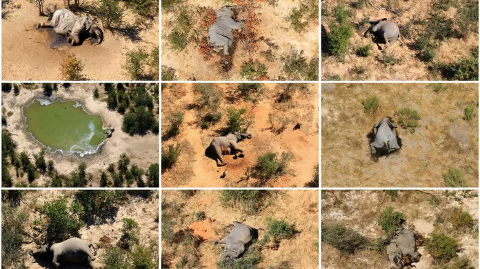 Mrtví sloni v Botswaně