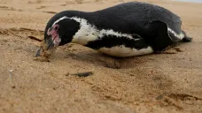 Mrtvý tučňák v Chile