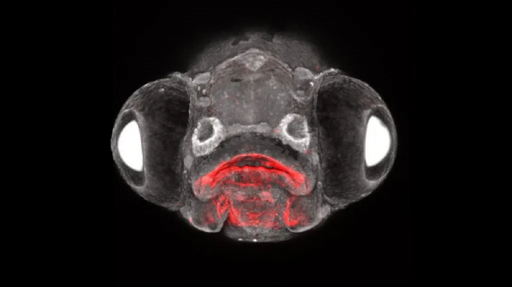 Hlava embrya dánia (pohled zepředu), červeně jsou označené buňky endodermu