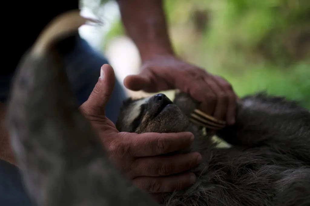 Chewbacca je lenochod hnědokrký, zachráněný Juanem Carlosem Rodriguezem a jeho manželkou Haydee poté, co jej našli na silnici, na kterou spadl z elektrického vedení. Chewbacca je umístěn na záchranné stanici ve venezuelském městě San Antonio de Los Altos