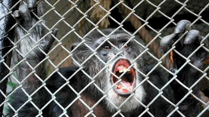 Šimpanz Tommy