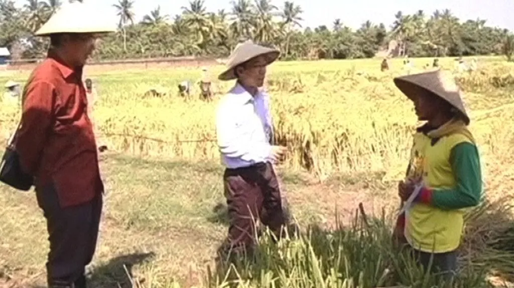 Produkce rýže v Indonésii