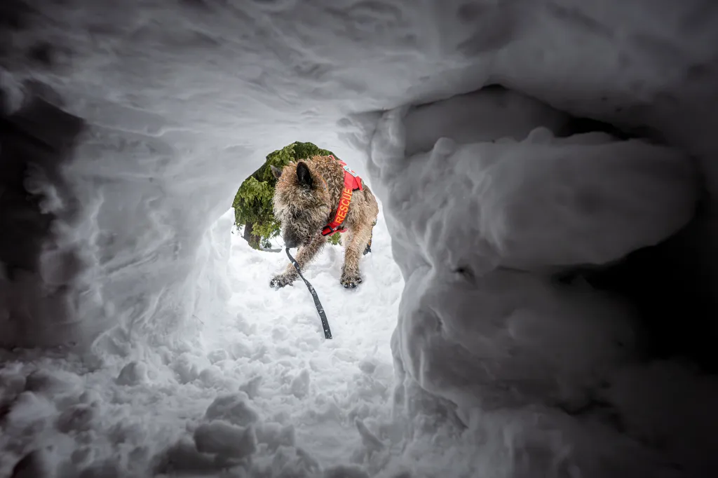 Záchranáři se psy nacvičují v Krkonoších záchranu z lavin