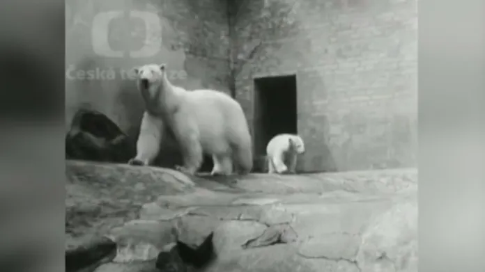 Archivní záběry z pražské zoo: Mládě ledního medvěda Váňa a Petr, slon harmonikář
