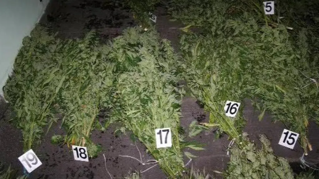 Zabavená marihuana