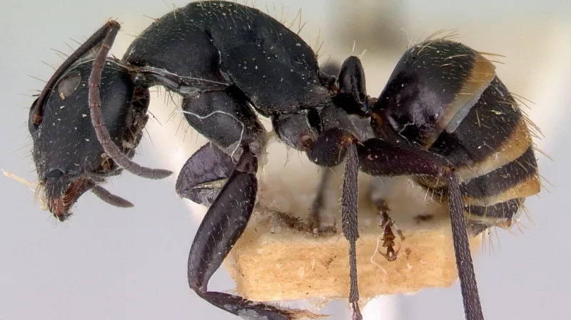Camponotus inflatus
