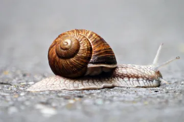 Proč jsou šneci leváci? Vědci našli odpověď díky nástroji CRISPR