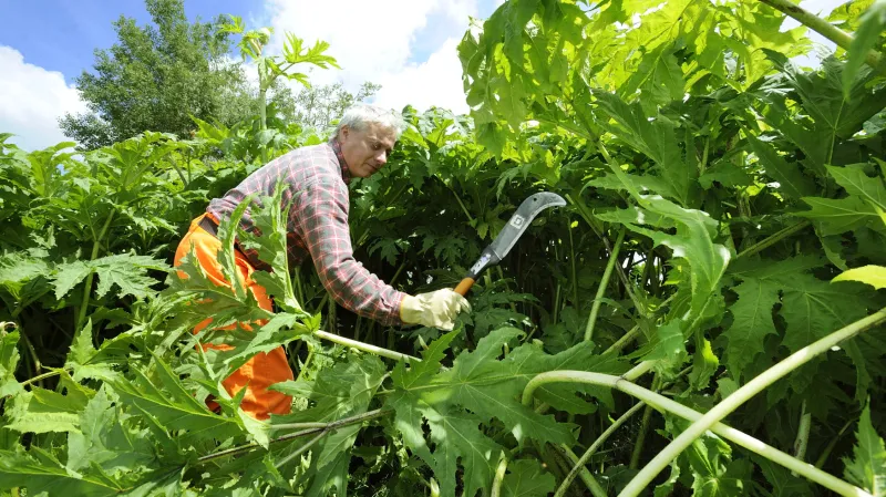 Likvidace bolševníku v Karlovarském kraji