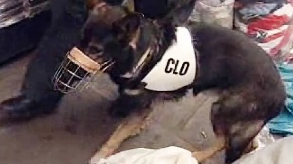 Zátah v tržnici China Town