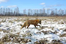 „Rudý les“ okolo Černobylu – vysoká kontaminace, ale i útočiště ohrožených živočichů