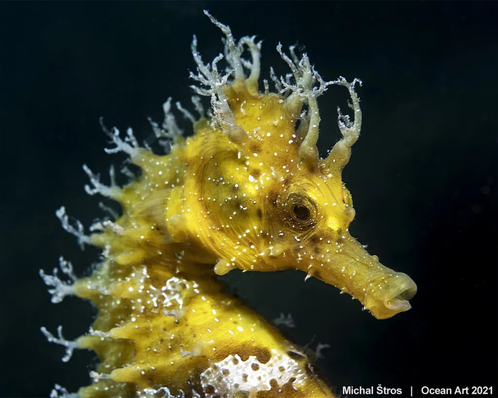 Zvláštní cena poroty: Long-snooted Seahorse od Michal Štros