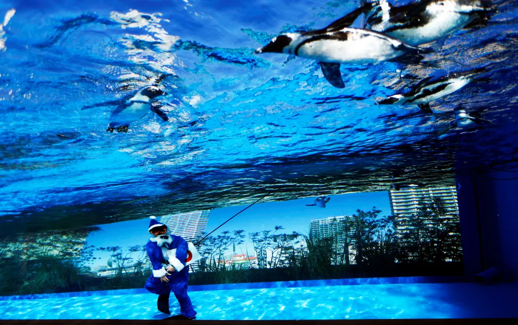 Santa Claus s ploutvemi dělá společnost tučnákům v tokijské zoologické zahradě