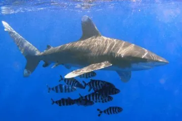 Zjištění vědců: Žraloci jsou barvoslepí