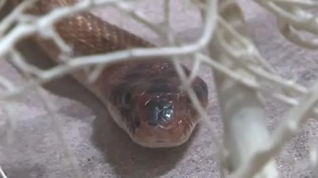 Exotický had na výstavě ve Vaňkovce