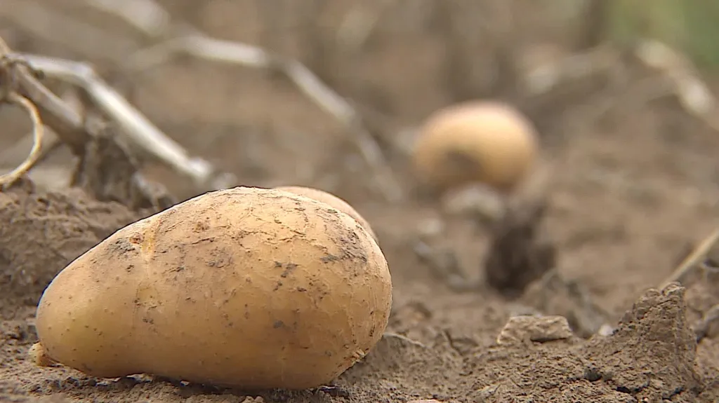 Úroda brambor je proti loňsku poloviční