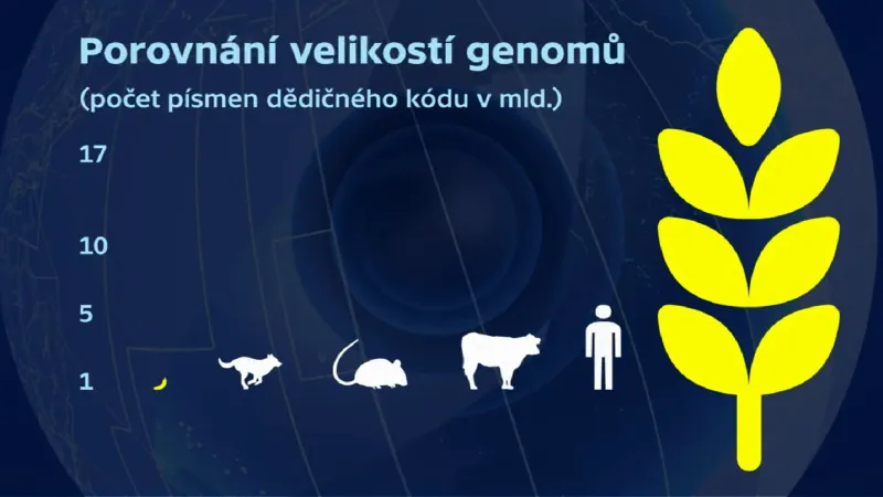 Velikost genomu pšenice