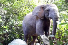Pralesní sloni v klíčové oblasti Afriky mizí. Pytláci jich už zabili 81 procent