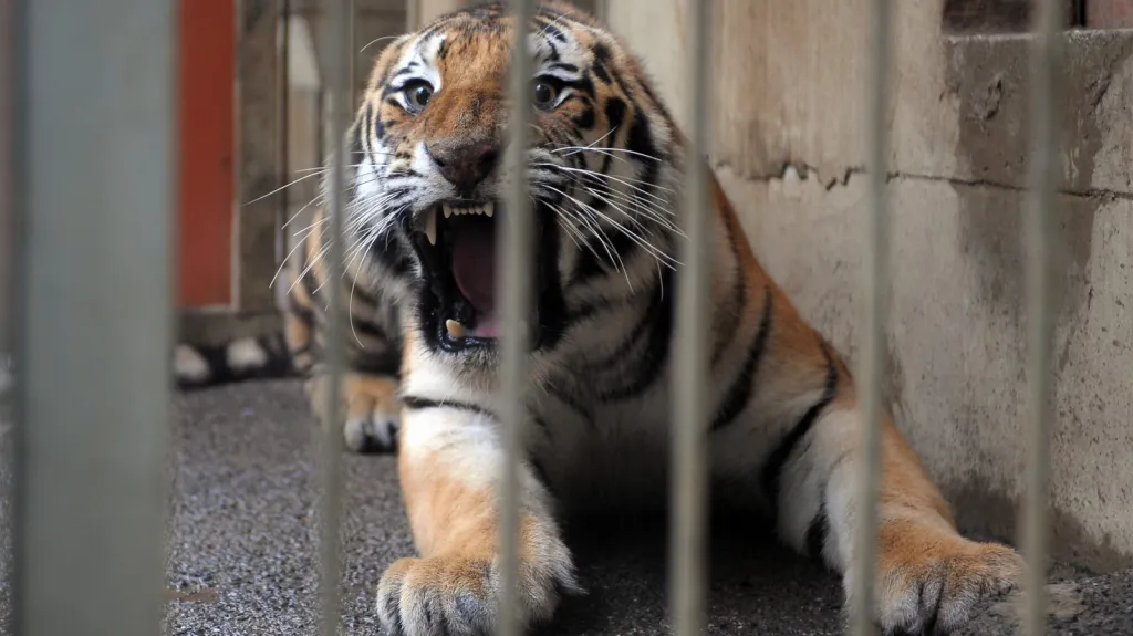 Samec tygra ussurijského Josef