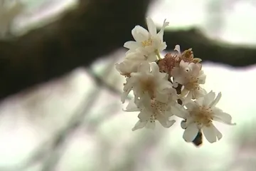 Nezvyklé teplo plete přírodu