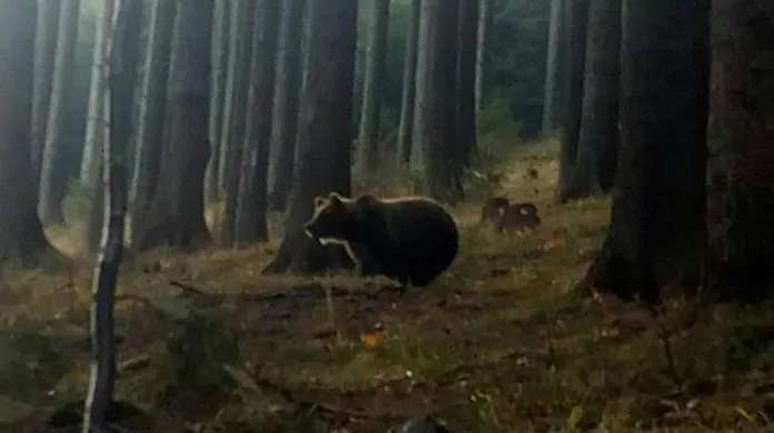 Medvěd v Beskydech