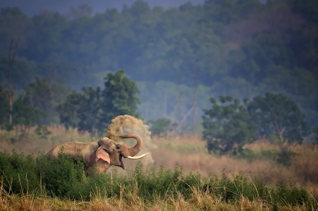 Šťastný slon indický v národním parku Corbett v indickém státě Uttarákhand